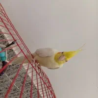 عروس هلندی
