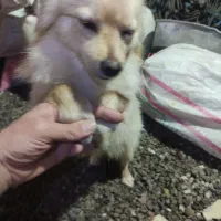 پامر روباهی حدوداً یکساله|سگ|اسدآباد, |دیوار