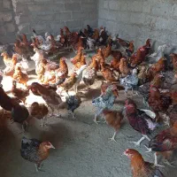 مرغ  تخمگذار|حیوانات مزرعه|بمانی, |دیوار