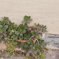 گل فقط ۷۰ تومان|گل و گیاه طبیعی|سبزوار, فیاض|دیوار