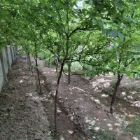 باغچه شهرری گلحصار( فروش رهن اجاره)|اجارهٔ خانه و ویلا|باقرشهر, |دیوار