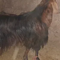 تکه دو رگه|حیوانات مزرعه|نیمبلوک, |دیوار