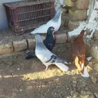 کفترچپ کبود دمسفید|پرنده|اقبالیه, |دیوار