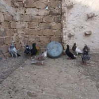 کفتر جفتگاه خوب|پرنده|تربت‌حیدریه, ترمینال|دیوار