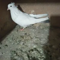 فروش کفتر|پرنده|شیراز, تندگویان|دیوار