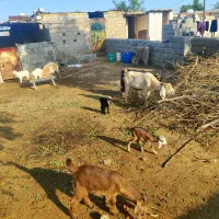 بز کهره دار و آبستن