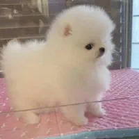 توله/ پامرانین/سگ/عروسکی/خرسی