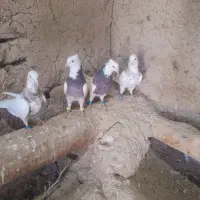 طوقی|پرنده|کبودرآهنگ, |دیوار