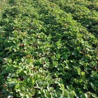 نهال توت فرنگی کاماروس پایه کوتاه،باردهی عالی|گل و گیاه طبیعی|گرگان, |دیوار