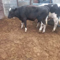 فروش گوساله