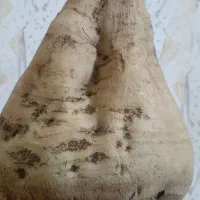 بار چغندر قزوین