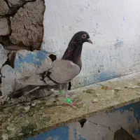 کاغذی ماده خطی|پرنده|قزوین, |دیوار