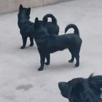 حیوان خانگی