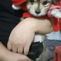 عروسکی هاپویی ناناز|سگ|مشهد, الهیه|دیوار