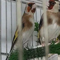 سهره چونه سفید