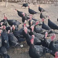 بوقلمون|حیوانات مزرعه|مشگین شهر, |دیوار