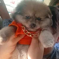 سگ پامرین دوماهه ماده