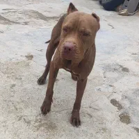 توله پیت بول نر و ماده