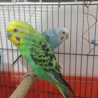 مرغ عشق جفت مولد