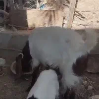 بز مری آبستن یک ماه به بالا با یک شنک ماده|حیوانات مزرعه|سراوان, |دیوار