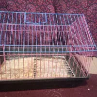 قفس|لوازم جانبی حیوانات|قزوین, |دیوار