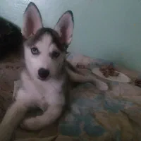 واگذاری سگ هاسکی