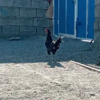 مرغ و خروس|حیوانات مزرعه|توکهور, |دیوار