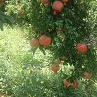 رب انار ،آب انار ،ناردونه سفیدوقرمز کوهمره سرخی|عمدهفروشی|شیراز, محمدیه|دیوار