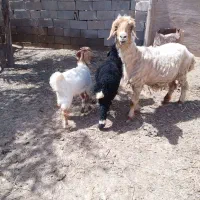 بز ماده و گوسفند ویک بره نر در چمران