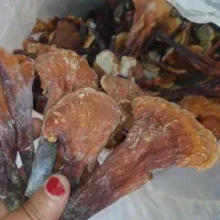 قارچ گانودرما