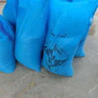 بز گندم آبی پیشگام بوجاری وسم زده|عمدهفروشی|خرمآباد, |دیوار