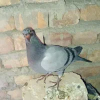 جوجه سبز فروشی