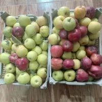 سیب ارگانیک بدون کود وسم