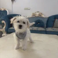 شیتزو تیریر ۵ ماهه دختر|سگ|تهران, ایران|دیوار