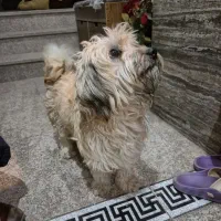 سگ پیدا شده محدوده شهرک بهشتی برنامه و بودجه