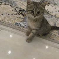 واگذاری گربه