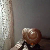 صدف غول پیکر طبیعی