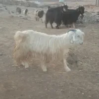 فروش 5راس بز داشتی