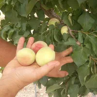 نهال زردآلو شاهرودی گلدانی (سبزوار نهال)|گل و گیاه طبیعی|سبزوار, کهنه آب|دیوار