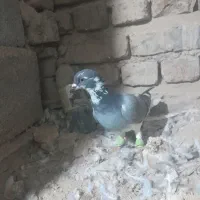 کفتر|پرنده|تربت جام, جامرود|دیوار