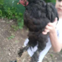 خروس بلک برهما اصیل