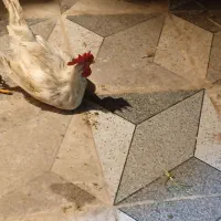 گلدشت