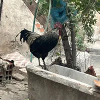 مرغ و خروس لاکنزی تخم آبی