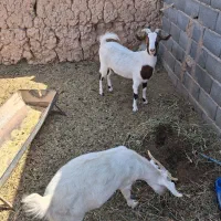 کهره ماده