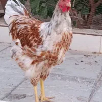 خروس برهما و ویندوت