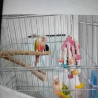 گرینچگ آناناسی رد