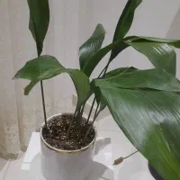 گل زیبای بر گ عبایی