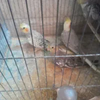 جوجه عروس هلندی ۸۵۰ هزار