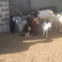 تعدادی کهره ماده پازن|حیوانات مزرعه|جم, |دیوار