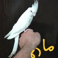 ۳تا‌طوطی‌عروس|پرنده|قزوین, |دیوار
